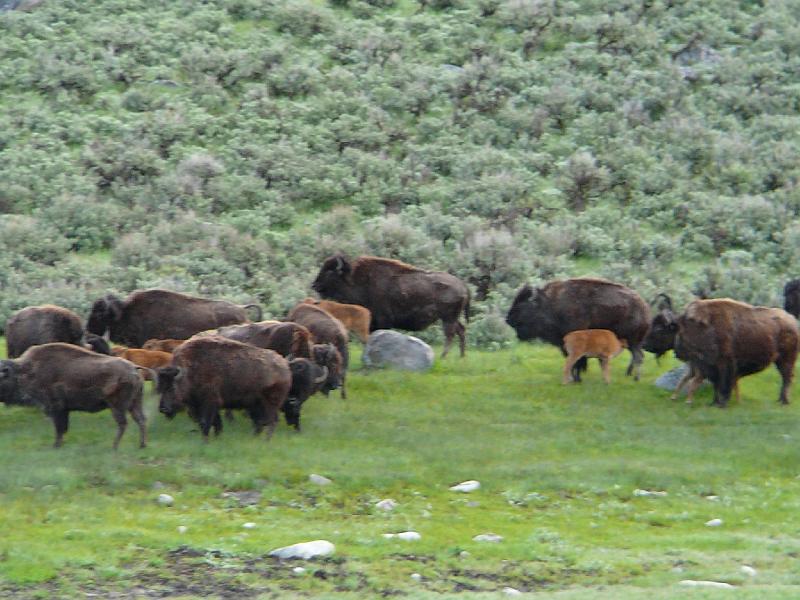 Bison herd.jpg - This herd of bison is circling the calves because there is a black bear and her 2 cubs up and off to the left.